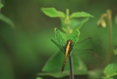 Erythrodiplax abjecta