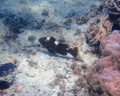 Epinephelus maculatus