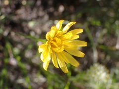 Nothocalais troximoides