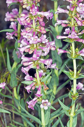Penstemon angustifolius var. dulcis