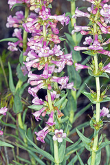 Penstemon angustifolius dulcis