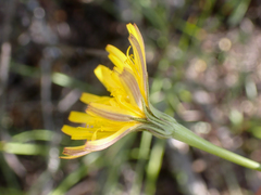 Nothocalais troximoides