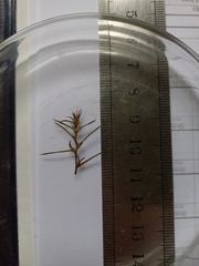 Scleranthus pungens