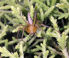 Oxyopes