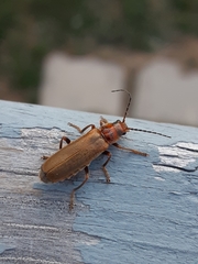 Cantharis rufa