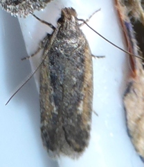 Filatima serotinella