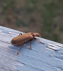 Cantharis rufa