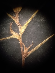 Scleranthus pungens