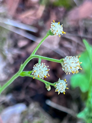 Antennaria racemosa