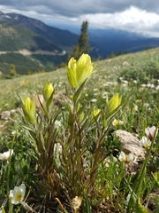 Castilleja occidentalis