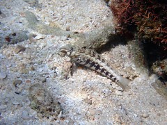 Parapercis australis