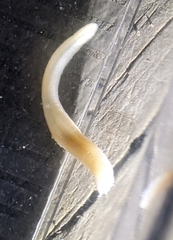 Leptosynapta tenuis