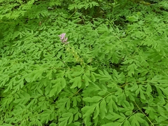 Corydalis scouleri