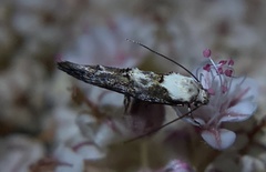 Mompha murtfeldtella