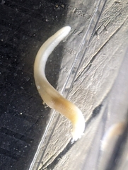 Leptosynapta tenuis