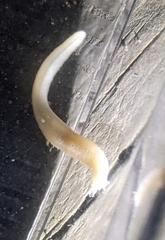 Leptosynapta tenuis