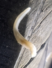 Leptosynapta tenuis