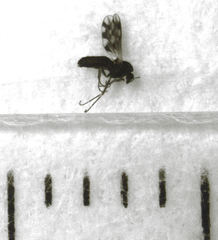 Orthocladiinae