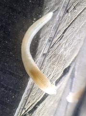 Leptosynapta tenuis