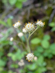 Antennaria racemosa
