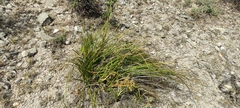 Nolina juncea