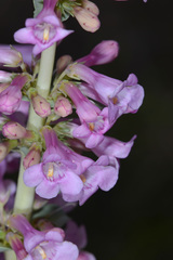 Penstemon angustifolius dulcis