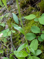 Antennaria racemosa