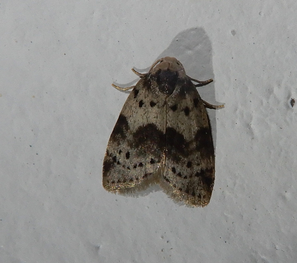 Stictane fractilinea