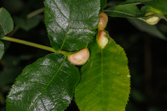 Phylloxera caryaemagna