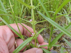 Ammannia robusta