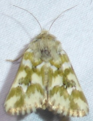 Schinia meadi