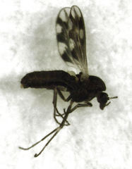 Orthocladiinae