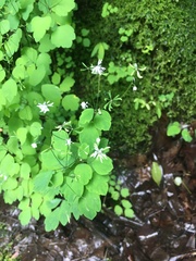 Thalictrum clavatum