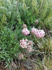 Trifolium dasyphyllum