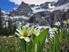Caltha chionophila