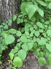 Syringa reticulata