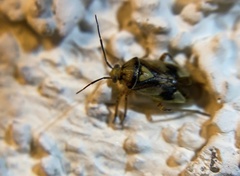 Orthops scutellatus
