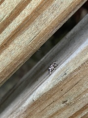 Colecerus marmoratus