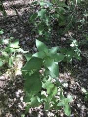Ruellia drummondiana