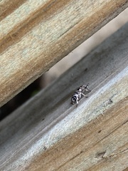 Colecerus marmoratus