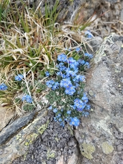 Eritrichium argenteum