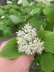 Cornus alternifolia