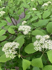 Cornus alternifolia