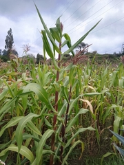 Zea mays