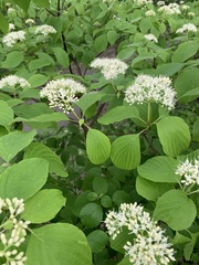 Cornus alternifolia