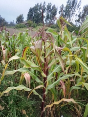 Zea mays