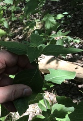 Ruellia drummondiana
