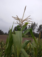Zea mays