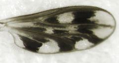 Orthocladiinae