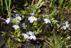 Porterella carnosula